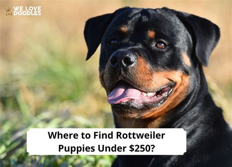 Rottweiler puppies for $250 - Puppies for Sale Pawrade connects pawsome people like you with happy, healthy puppies for sale from our respected, prominent breeder relationships we've established over the last 15 years. Join our community of paw lovers across the U.S. from New York City, Washington DC, and Miami to Chicago and Dallas onwards to Los Angeles and San Francisco.